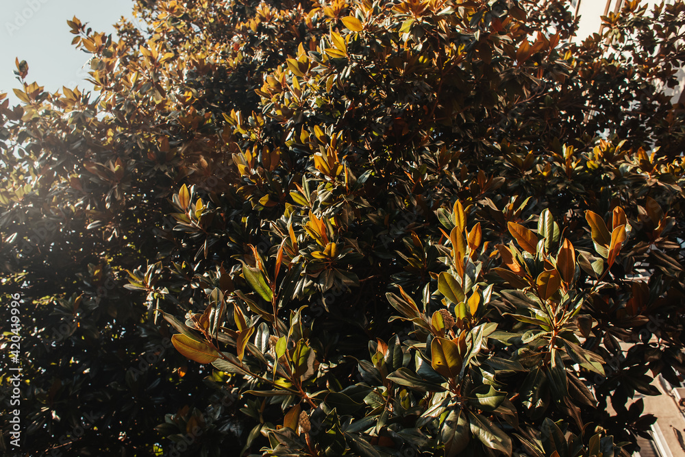 magnolia trees with green glossy leaves in sunlight magnolia trees with green glossy leaves in sunlight