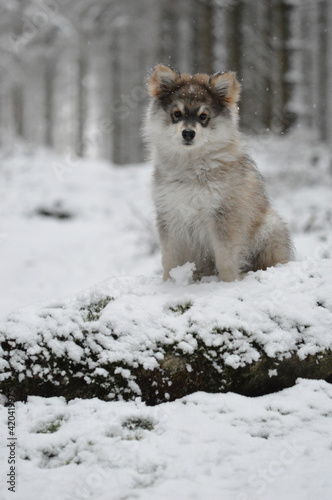 Portrait of a young puppy Finnish Lapphund dog © Linda