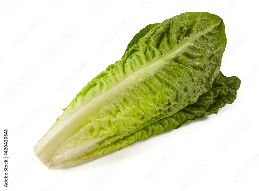 roman lettuce isolated on white background roman lettuce isolated on white background