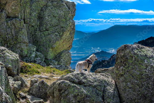 Mi husky siberiano observando la montaña desde lo alto.  photo