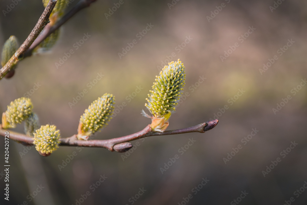 Yellow fluffy pussy willow twig, branch in Easter spring on blurry light brown background Yellow fluffy pussy willow twig, branch in Easter spring on blurry light brown background