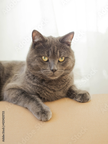 Gray cat with yellow eyes sits relaxed on the back of the sofa