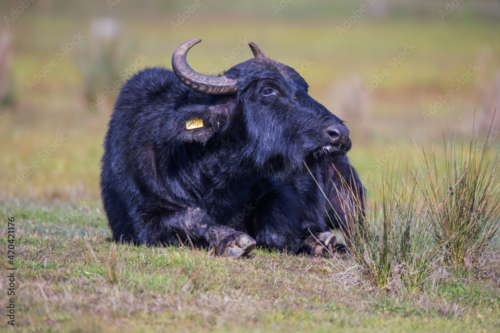 The hippo or domestic Asian hippo is a large bovidae that originated in South Asia. In Turkey buffaloes are cattle raised to serve agricultural activities. The hippo or domestic Asian hippo is a large bovidae that originated in South Asia. In Turkey buffaloes are cattle raised to serve agricultural activities.