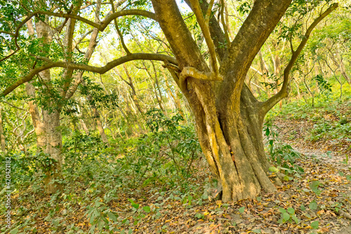 Riverine Forest Landscape, Royal Bardia National Park, Bardiya National Park, Nepal, Asia photo