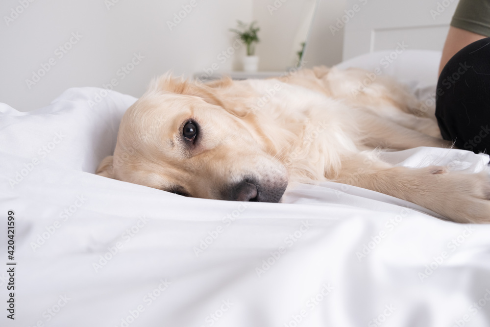 A cheerful dog lies on a bed with a white blanket. Happy golden retriever in the bedroom. The concept of animals in the house. A cheerful dog lies on a bed with a white blanket. Happy golden retriever in the bedroom. The concept of animals in the house.