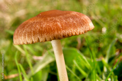 Wild Mushroom, Sierra de Guadarrama National Park, Segovia, Castile and Leon, Spain, Europe