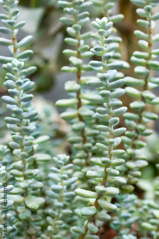 Succulent plants background. Shallow depth of field.