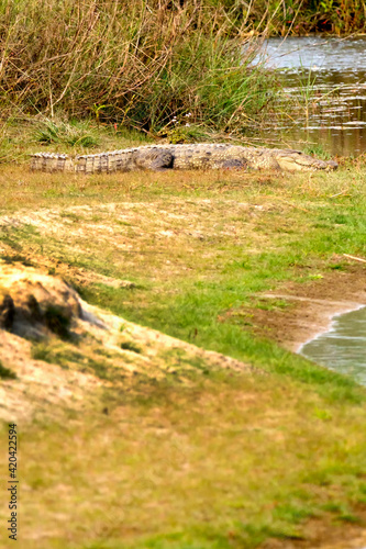 Mugger Crocodile, Crocodylus palustris, Wetlands, Royal Bardia National Park, Bardiya National Park, Nepal, Asia