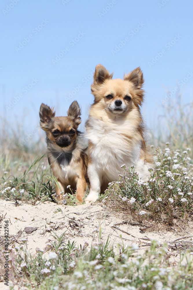 Chihuahua adulte et chiot assis dans les dunes