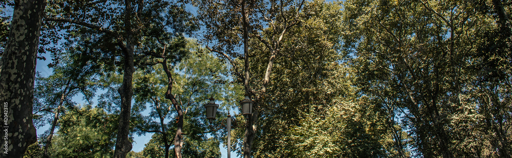 Lantern and trees with blue sky at background, banner Lantern and trees with blue sky at background, banner