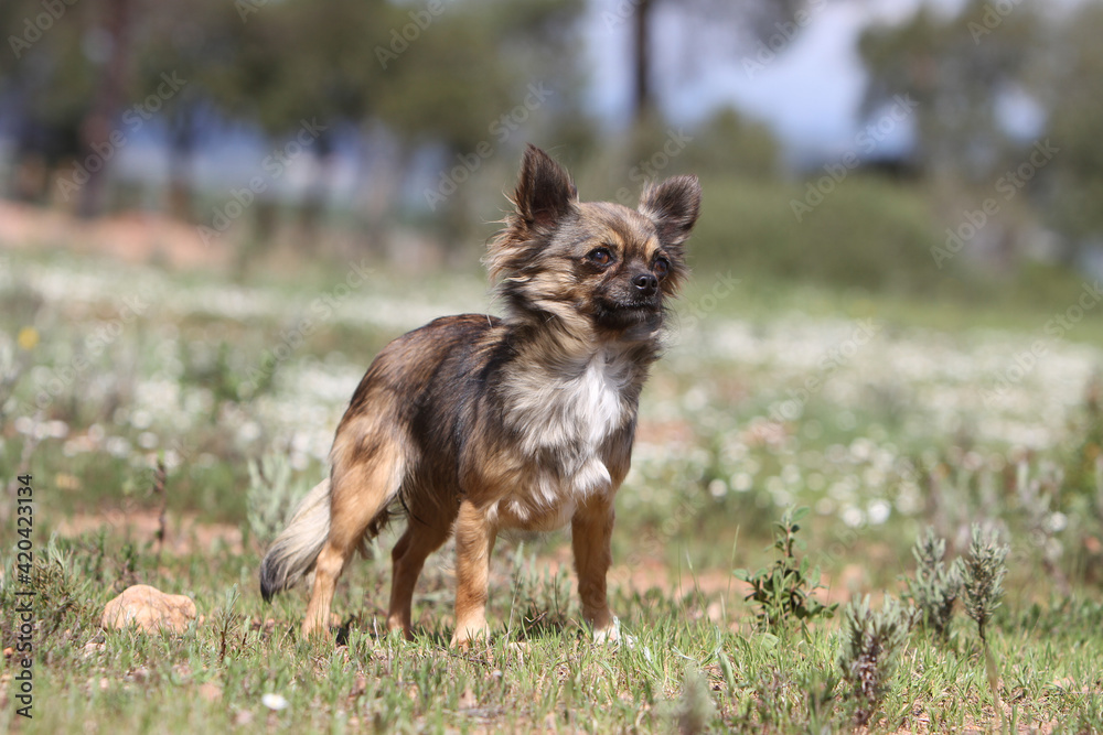Chihuahua debout dans une prairie