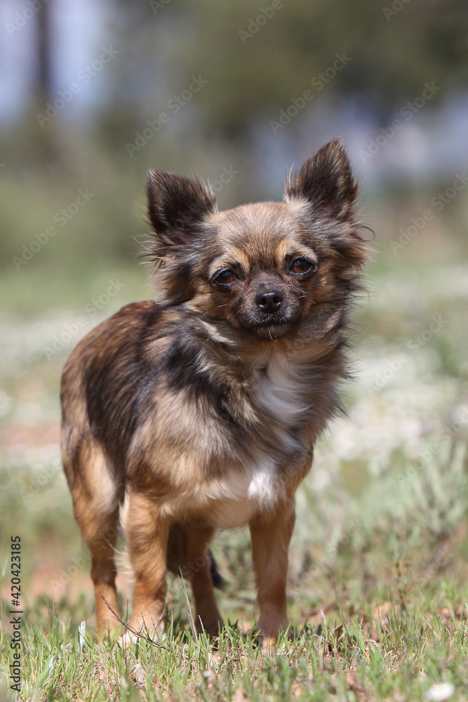 Portrait Chihuahua debout dans une prairie Portrait Chihuahua debout dans une prairie