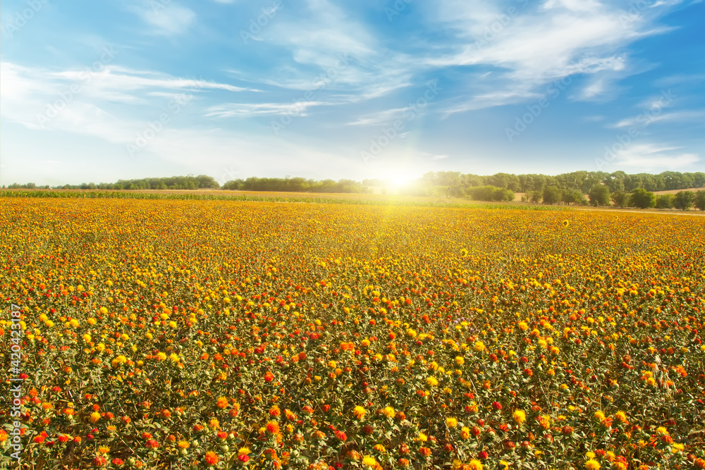 Beautiful spring landscape field with bright yellow and red flowers .