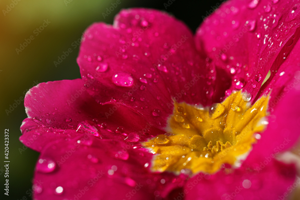 Closeup view of beautiful blooming flower with dew drops Closeup view of beautiful blooming flower with dew drops