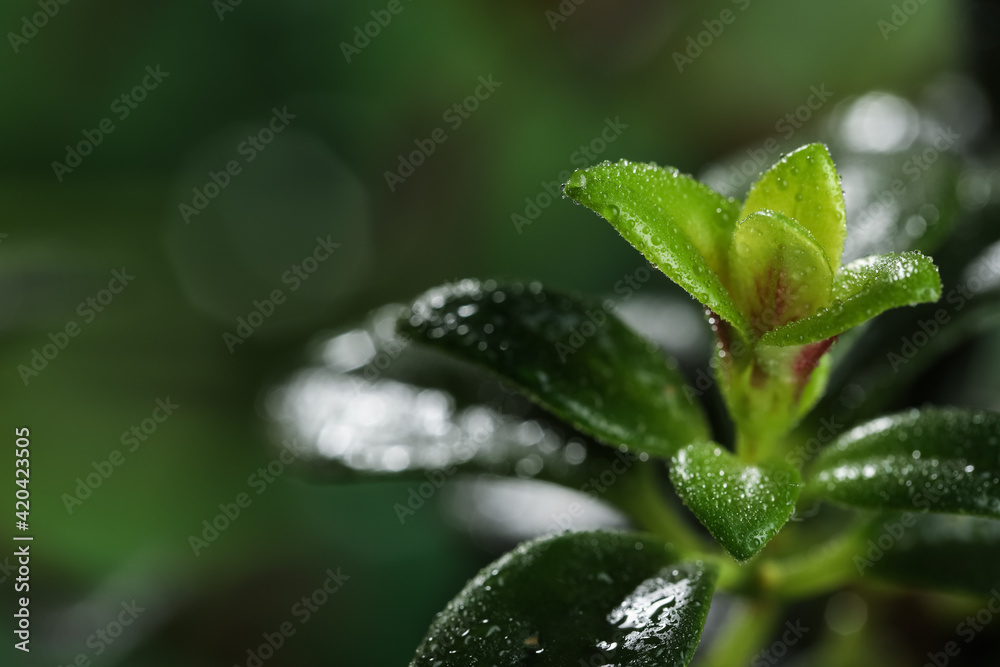 Closeup view of beautiful green leaves with dew drops, space for text