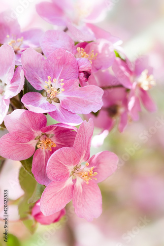 Hawaiian style floral background. Blossoming pink petals flowers close-up. Fruit tree branch on soft green background, sunny day light. Shallow depth of field.