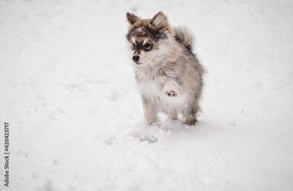 Portrait of a young puppy Finnish Lapphund dog Portrait of a young puppy Finnish Lapphund dog