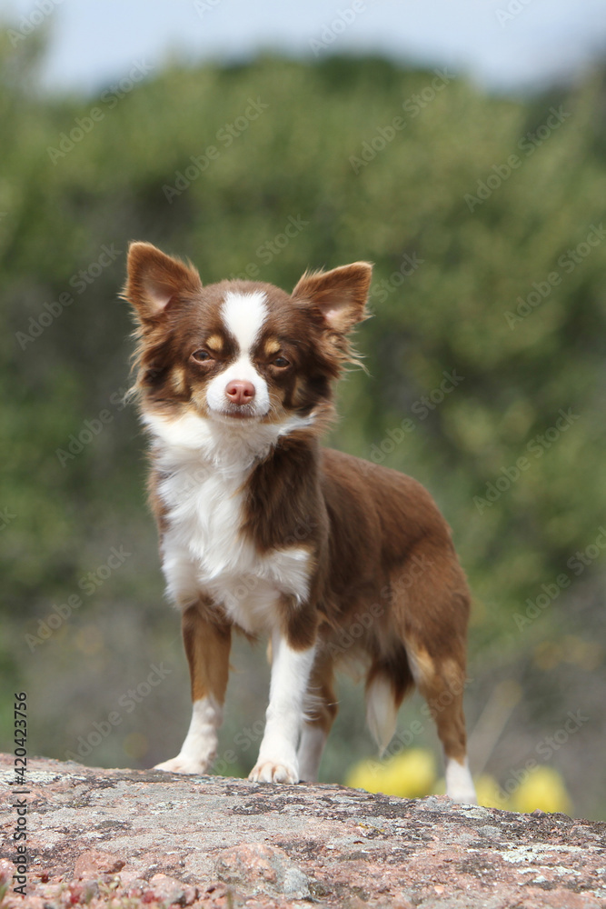 Chihuahua debout et attentif en plein nature Chihuahua debout et attentif en plein nature