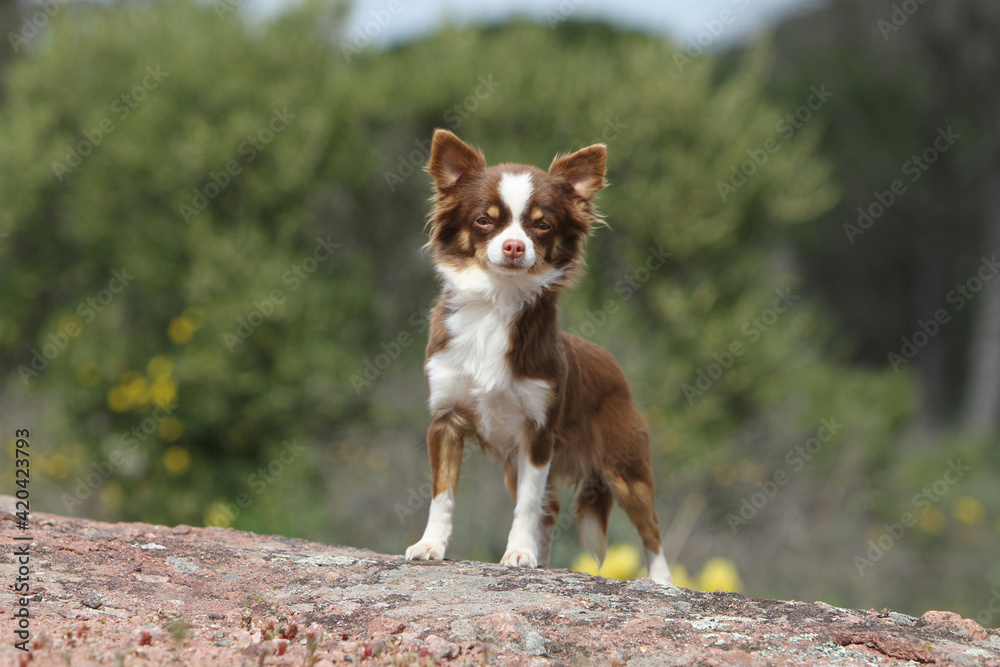 Chihuahua debout et attentif en plein nature 