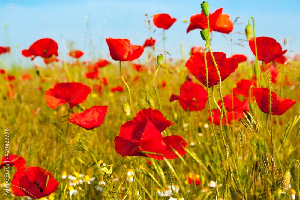 Obraz premium Field of bright red poppy flowers in spring.