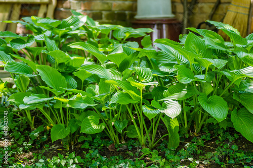 Ornamental plant - Hosta clausa green, a plant of shade and partial shade, with green leaves. photo