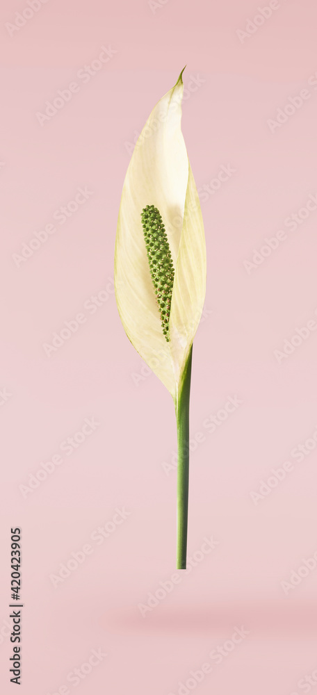 Obraz premium beautiful fresh green spathifyllum leaves