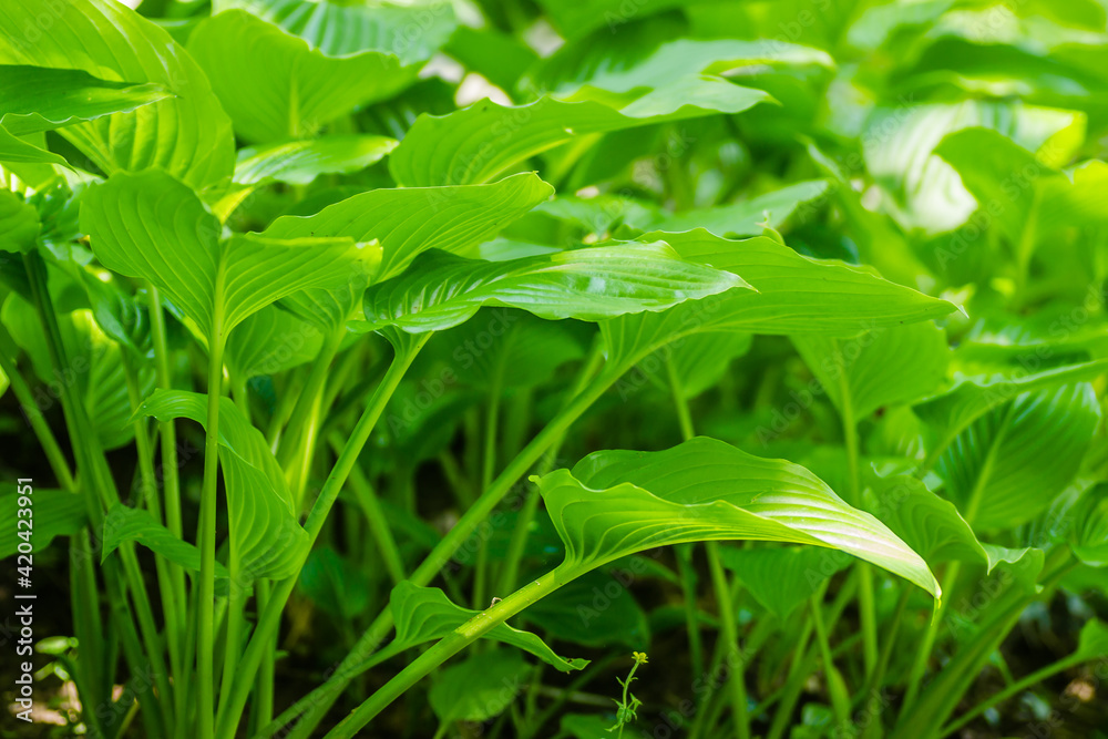 Ornamental plant - Hosta clausa green, a plant of shade and partial shade, with green leaves.