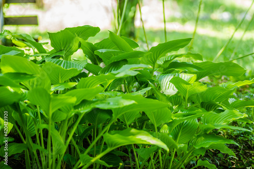 Ornamental plant - Hosta clausa green  a plant of shade and partial shade  with green leaves.