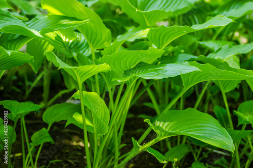 Ornamental plant - Hosta clausa green, a plant of shade and partial shade, with green leaves.