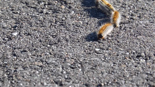 Pine Processionary caterpillar, Thaumetopoea Pityocampa photo