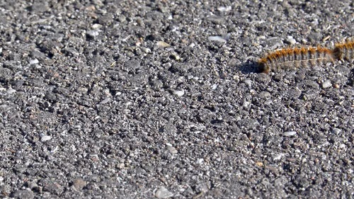 row of Processionary caterpillars