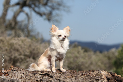 Chihuahua poile court assis sur un tronc d'arbre © Dogs