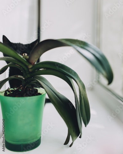 black cat and plants