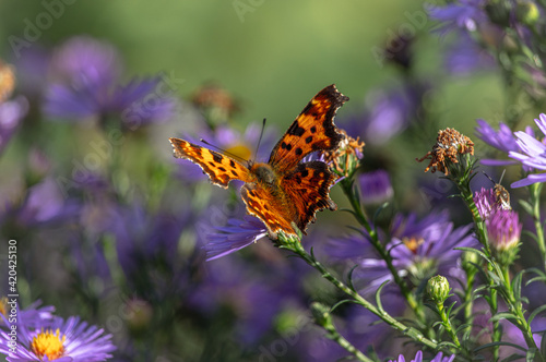 A butterfly on a purple graceful flower. 