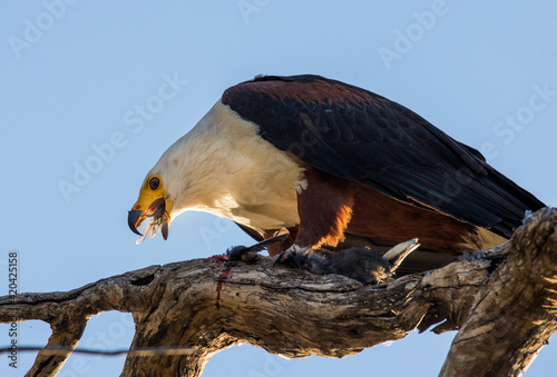African fish eagle is sitting on a branch with a fish in its claws. Africa. Botswana. Okavango Delta.