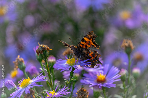 A butterfly on a purple graceful flower. 