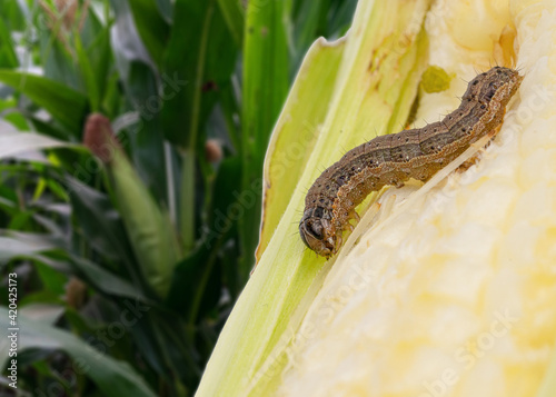 Fall armyworm on damaged corn with excrement.