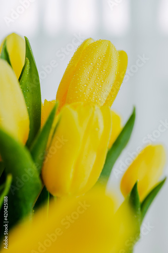 Bright fresh yellow tulips closeup on white background. Tulips  buds closeup with water drops on petals and stem. Bunch of tulips with water drops closeup.