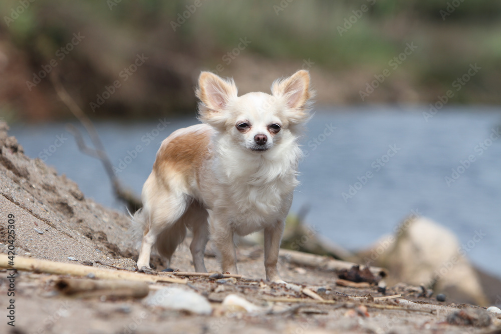 Chihuahua poil court au bord d'un lac Chihuahua poil court au bord d'un lac