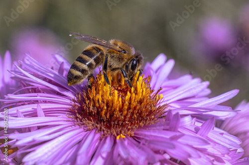 A bee on a flower collects nectar. 