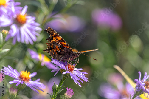 A butterfly on a purple graceful flower. 