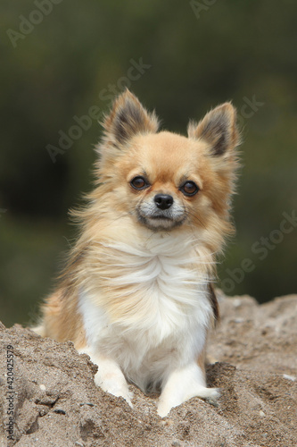 portrais de Chihuahua  poil long