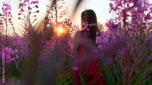 View back of young brunette woman walks along pink field among florets of willow tea, she touch flowers blooming sally.Girl in tall stems of fireweed on bright sunny evening at sunset.