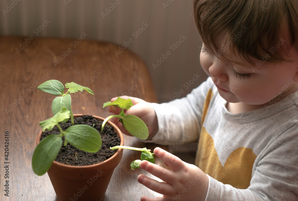 Little baby boy takes care of cucumber plant in a pot on wooden table at home, learning about ecology, sustainable life and gardening from early childhood.
