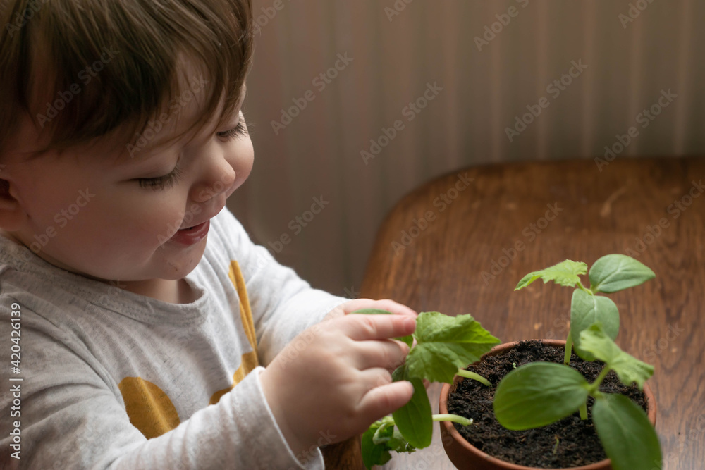 Happy baby child playing with plant seedlings in the pot at home. Boy enjoying contact with nature, learning sustainable gardening.