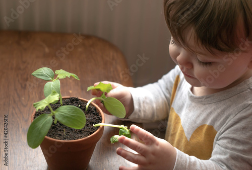 Obraz na płótnie Little baby boy takes care of cucumber plant in a pot on wooden table at home, learning about ecology, sustainable life and gardening from early childhood. w salonie