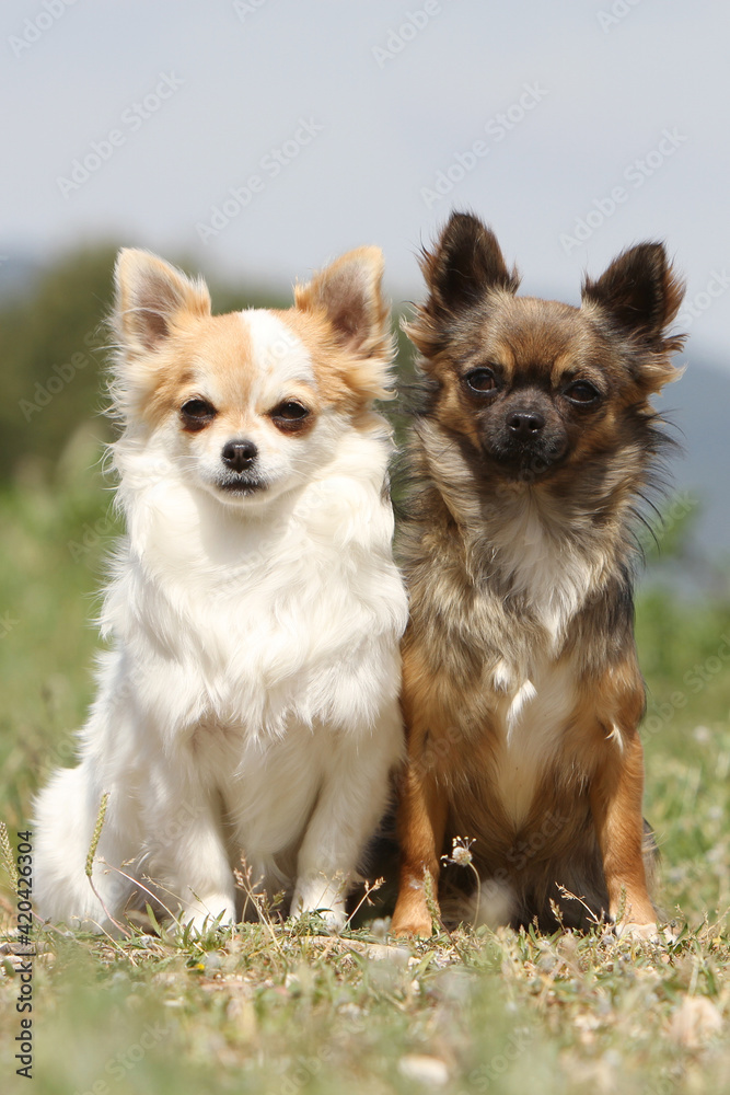 Deux Chihuahua de différentes couleur assis dans l'herbe Deux Chihuahua de différentes couleur assis dans l'herbe