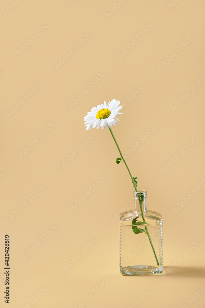 fresh one chamomile in glass vase with water. beige background fresh one chamomile in glass vase with water. beige background