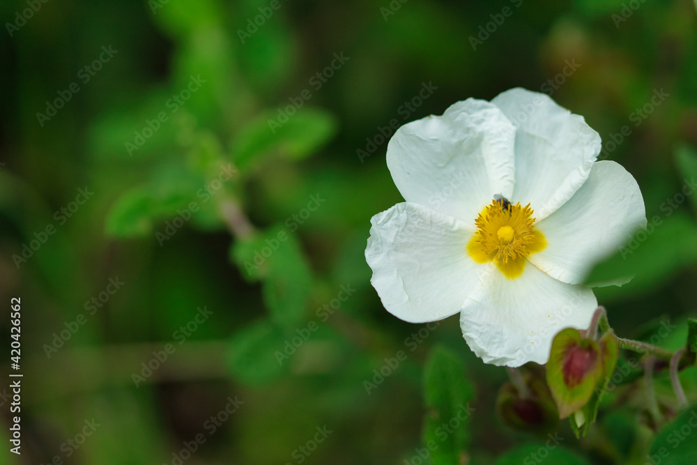 Rockrose flower in foreground with out of focus background. Rockrose flower in foreground with out of focus background.
