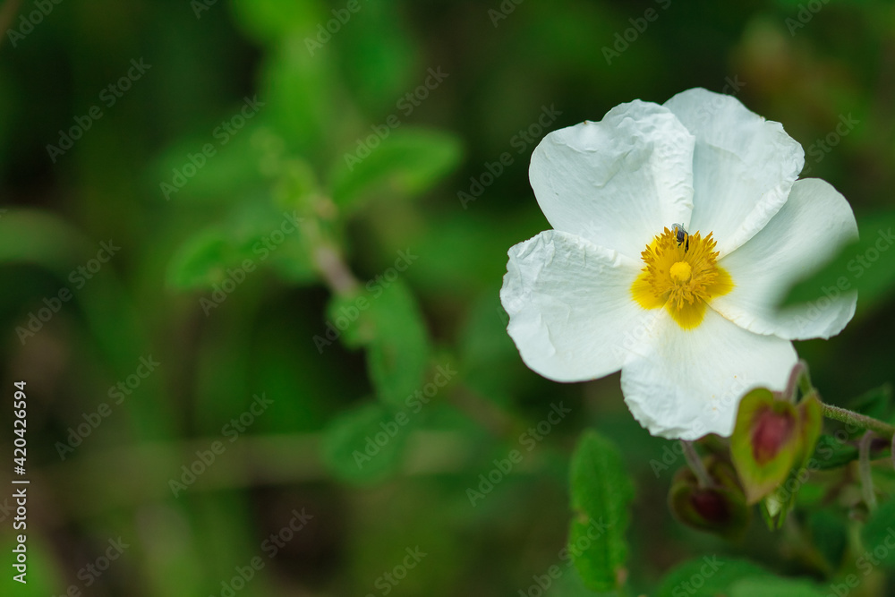 Rockrose flower in foreground with out of focus background. Rockrose flower in foreground with out of focus background.